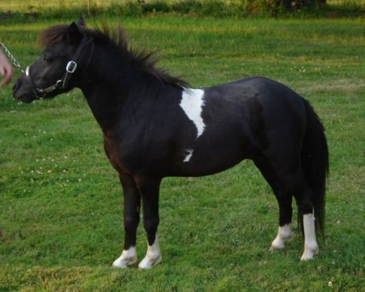 Falabella Miniature Horse. Image courtesy of Flickr Creative Commons, author Bill Strong