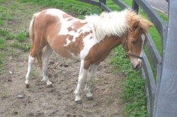 Miniature Falabella Horse. Image courtesy of Flickr Creative Commons, author PaulaFunnell