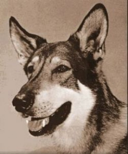 The Littlest Hobo HubPages