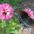 Zinnia Zinnia