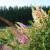 Butterfly Bush Butterfly Bush