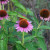 Echinacea or Purple Coneflower Echinacea or Purple Coneflower