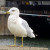 Seagull posing for my camera. Seagull posing for my camera.