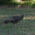 A lone turkey. A lone turkey.