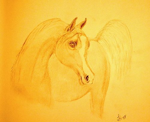 Arabian Horse sketch by Linda Hoxie