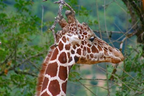 giraffe knobs