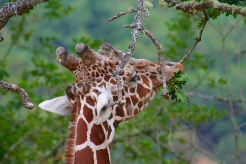 Giraffe eating leaves (c) by Linda Hoxie