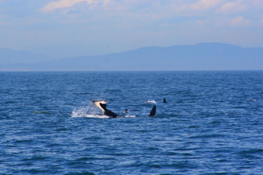 Orcas on the Puget sound Â© by photographer Linda Hoxie