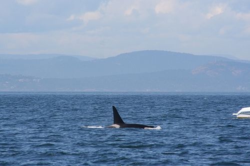 Very Large Male Orca or Killer Whale near a small boat