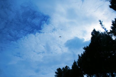 Eagle almost to heaven