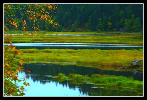 Marsh