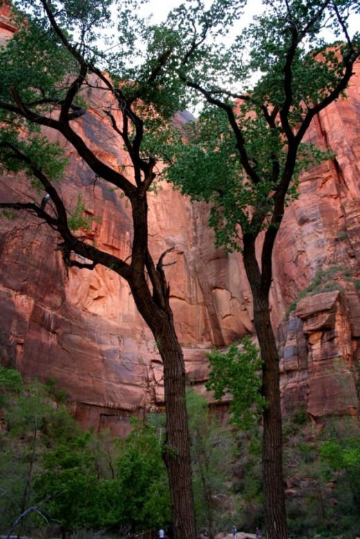 The entrance to the Canyon, with these tall beautiful trees