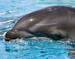 The Amazing Dolphin