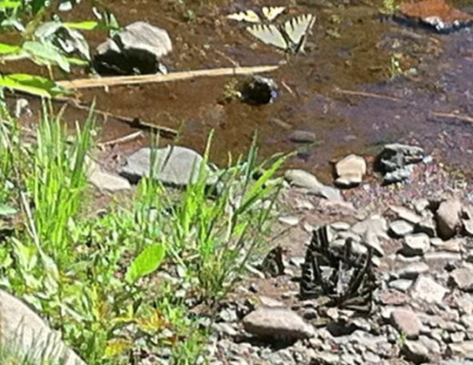 Butterfly meeting