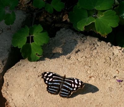 Myscelia ethusa is the only Butterfly identification I could find close to this one