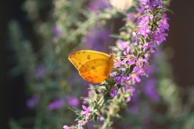 Clouded Sulphur likes Crown Vetch, Cow Vetch and White Clover