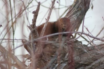 A Mink along the Greenbelt - Photo by Linda Hoxie (c)
