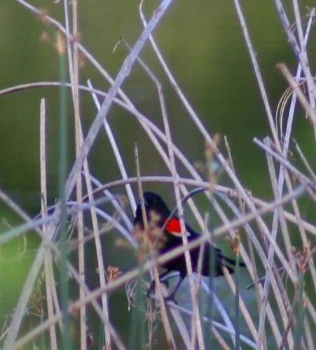 Redwinged Blackbird