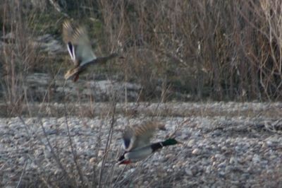 Ring necked ducks along the Greenbelt - Photo  by Linda Hoxie
