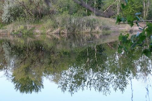 Reflection on the pond