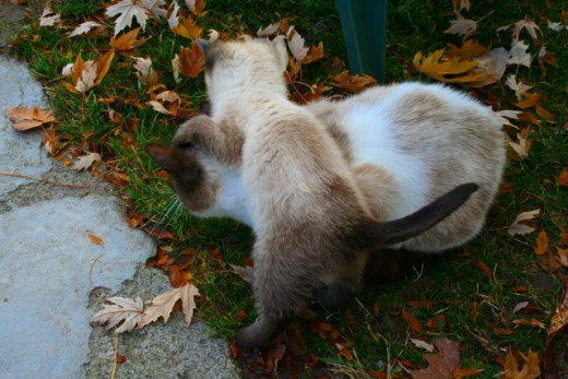 siamese kitten jumping on his mom