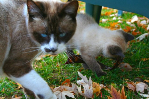 Siamese cat with beautiful blue eyes