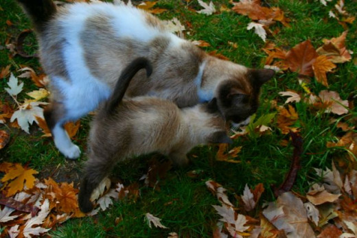 kitten and Siamese cat in fall leaves