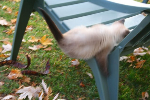 Siamese kitten falling off the chair