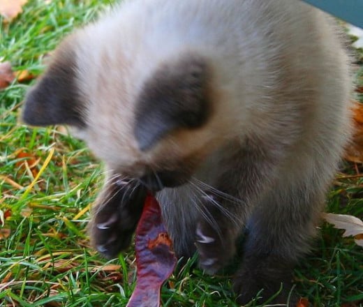 kitten attacking a bean