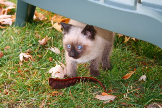 The blue eyed kitten