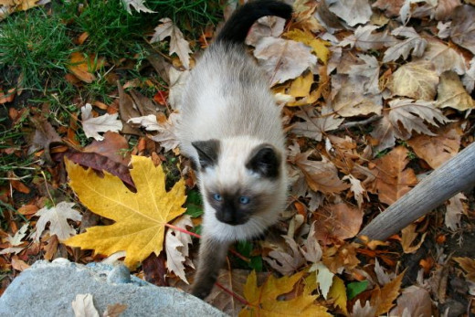 Fall photo with kitten in leaves