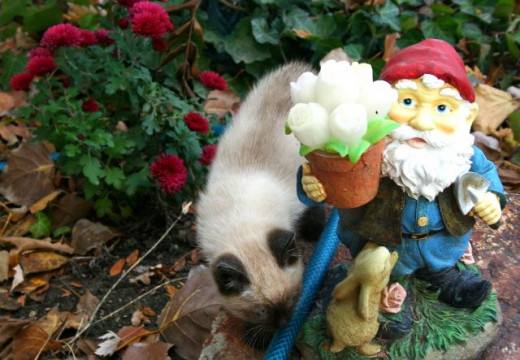 kitten checking out the garden knome