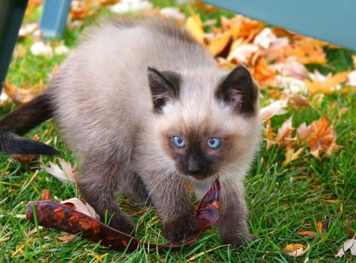 adorable blue eyes on a siamese kitten