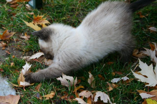 kitten attacking a leaf