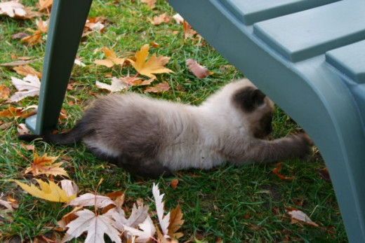 cute kitten