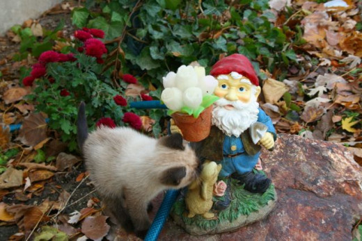kitten and the knome