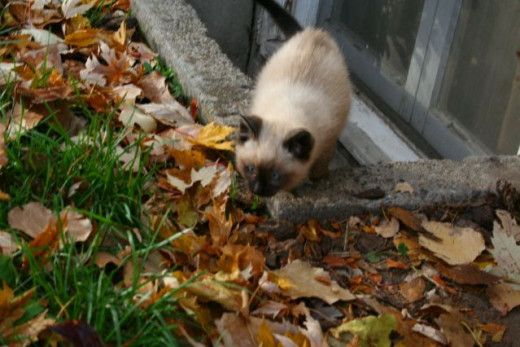 kitten getting ready to pounce