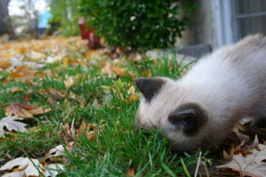 cute kitten sniffing the grass