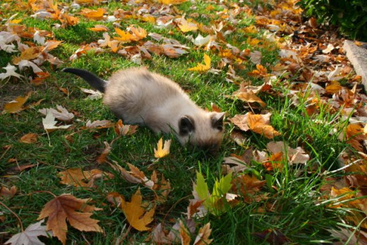 kitten hiding