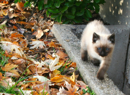 kitten walking the balance beam