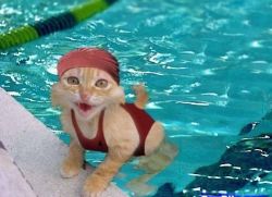 cat in swimming pool