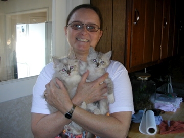 More foster kittens of feral moms