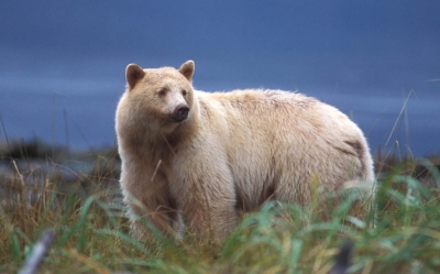 Kermode Bear aka Spirit Bear aka Ghost Bear