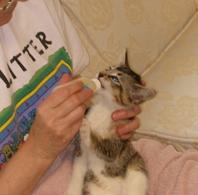 Feeding a foster kitten who would not be weaned!