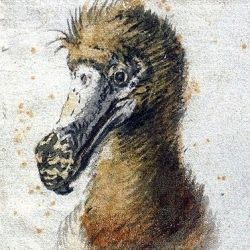 Dodo head by Cornelius Saftleven, public domain