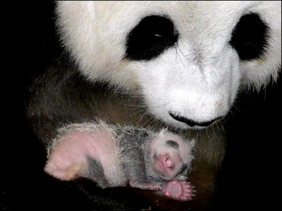 Panda Mom with Newborn cub at Thailand Zoo-2009