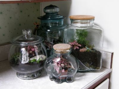 Some Of My Terrariums