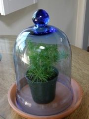 A bell jar terrarium -- another way to go