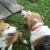Sadie (pure beagle) cleaning up some more sauce from the picnic table. Sadie (pure beagle) cleaning up some more sauce from the picnic table.
