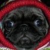 krig profile image